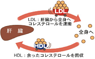 LDL（悪玉）コレステロールとHDL（善玉）コレステロール