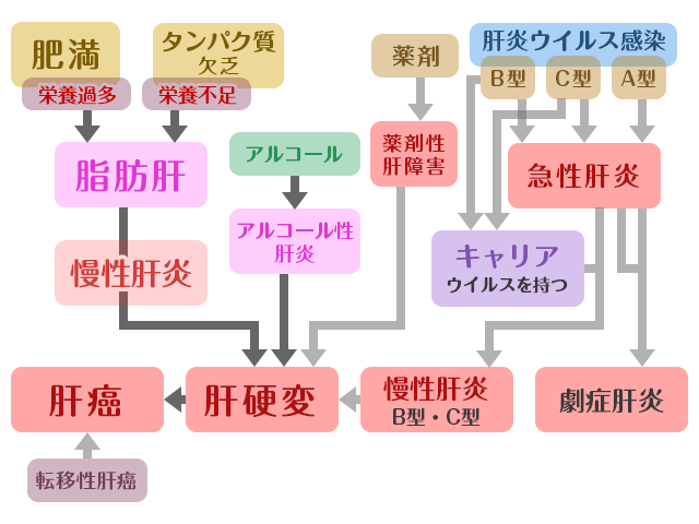 健康診断で指摘される肝障害の検査項目