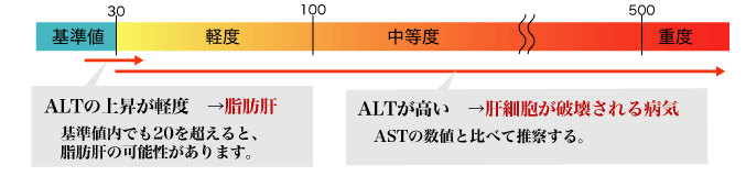 ALT(GPT)… 脂肪肝度をチェックする