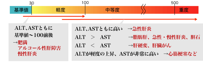 AST(GOT)… ALT、ASTとセットで病名を推察する