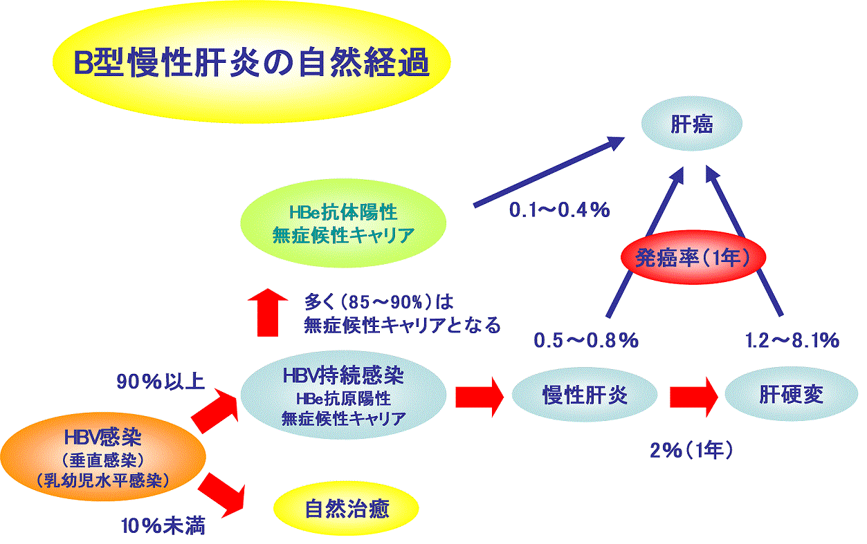 【B型肝炎ウイルス】