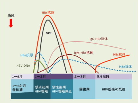 【HBV感染にまつわる血液検査の名称および、検査の意味】