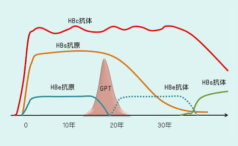 【HBV感染にまつわる血液検査の名称および、検査の意味】
