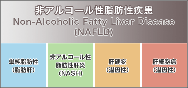 ③ 非アルコール性 脂肪肝NAFLD(Non Alcoholic Fatty Liver Disease)、脂肪性肝炎(NASH)